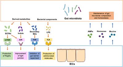 Crosstalk Between the Gut Microbiota and Epithelial Cells Under Physiological and Infectious Conditions